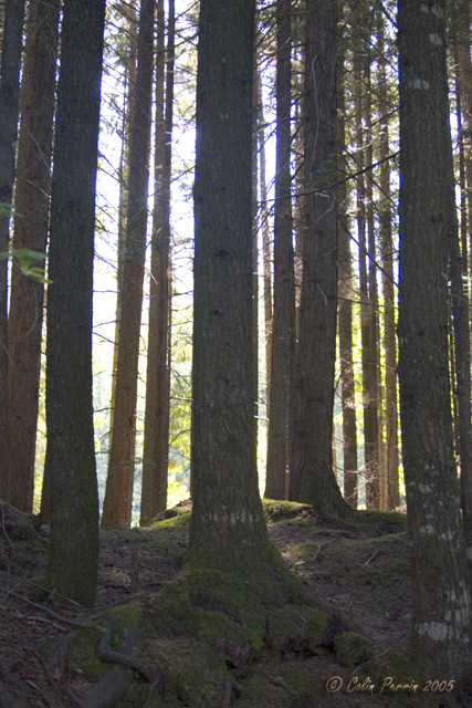 [Image: 050528_CRW_2162.jpg]