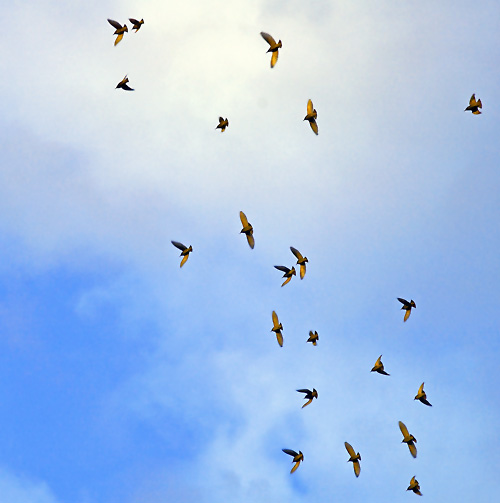 [Image: 0_birds.jpg]