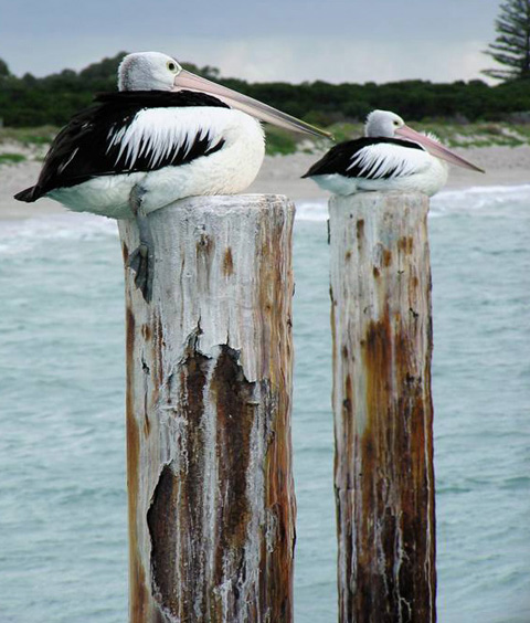 [Image: 10_Pelican_Wide.jpg]