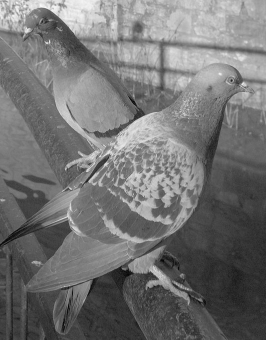 [Image: 1625pigeons2BWwebCROP.jpg]