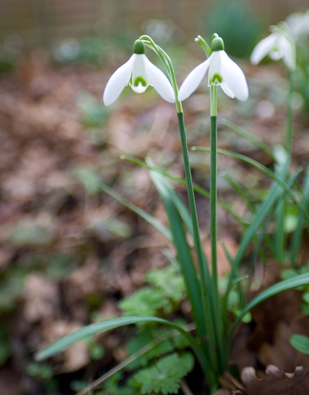 [Image: 1684snowdropssnap.jpg]