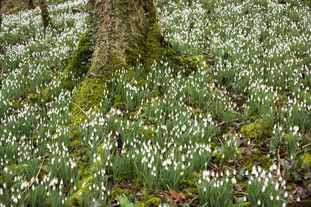 [Image: 1702snowdropssnap.jpg]