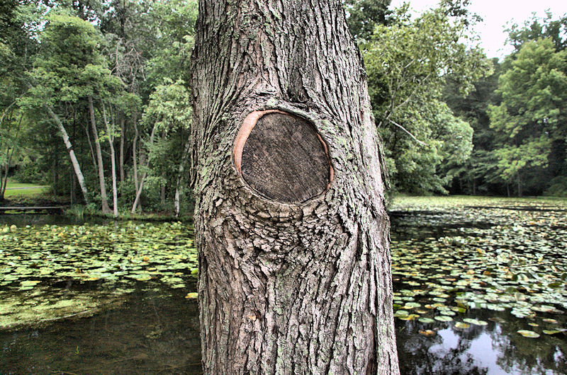 [Image: 18_pond4SM.jpg]