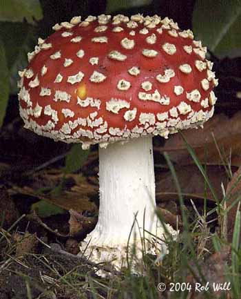 [Image: 24_Mushroom.jpg]