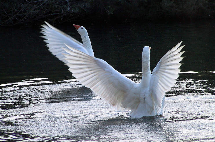[Image: 3681443.SwansTakeOff.jpg]