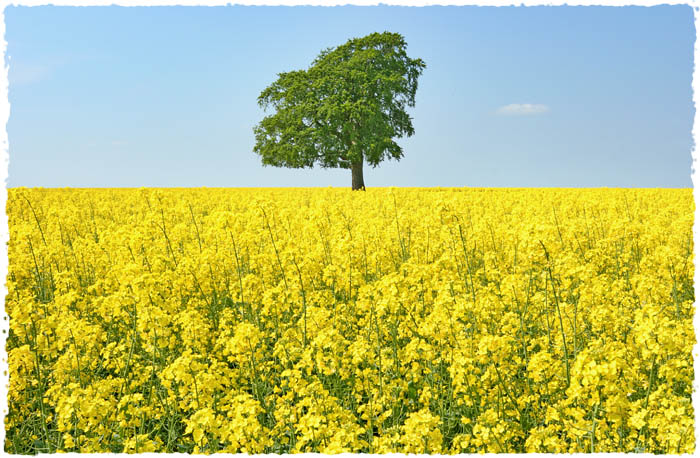 [Image: 4-rapefield_ST.jpg]