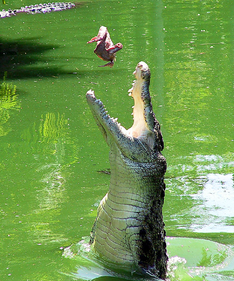 [Image: 4518930.JumpingCroc.jpg]