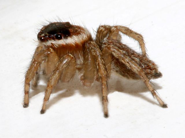 [Image: 47_Jumping%20Spider.jpg]