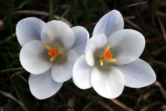 [Image: 4_pair%20of%20white%20crocuses%20sm.jpg]