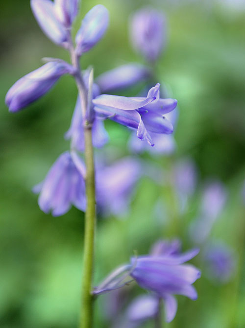 [Image: 73_27-bells%20smallWEB.jpg]