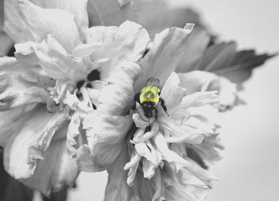 [Image: 74_little%20bee.JPG]