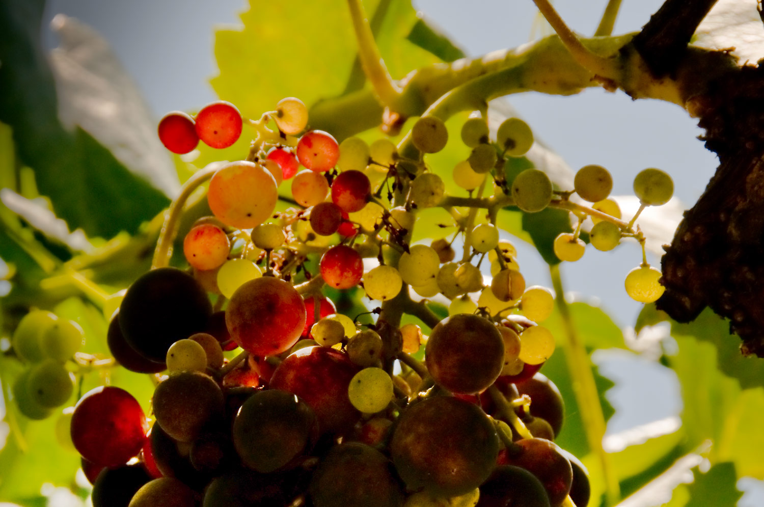 [Image: 7_Grapes-Franca,-Portugal-_DSC0361-Septe...-2008_.jpg]