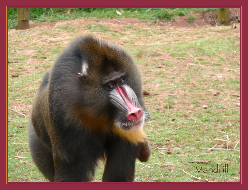 [Image: 82_mandrill.jpg]