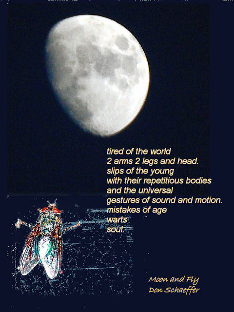 [Image: 98_moonfly1SM.jpg]