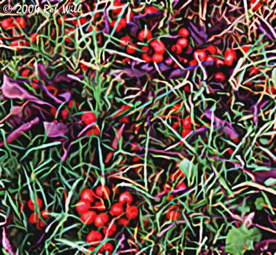 [Image: 99_Berries%20in%20the%20Grass.jpg]