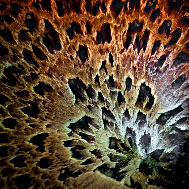 [Image: A-mushroom-on-fire,-Brickworks,-Toronto-...-800-s.jpg]