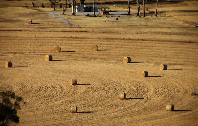 [Image: AfternoonHaystacks.jpg]