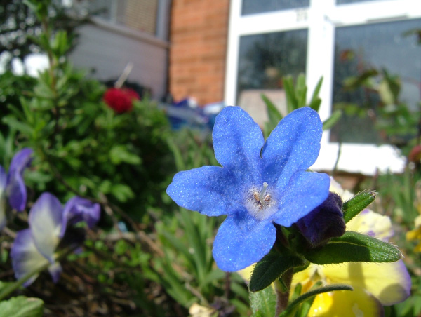 [Image: Alter%20flower.jpg]