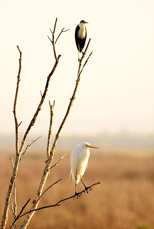 [Image: Birds-Fog-Dam-1.jpg]