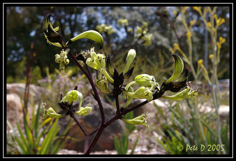 [Image: Black-Kangaroo-Paw.jpg]