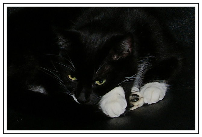 [Image: Black-cat-on-black-chair.jpg]