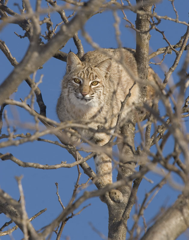 [Image: Bobcat-01-04-2006.jpg]