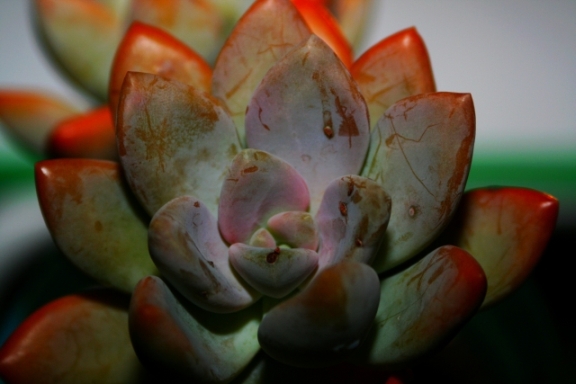 [Image: CactusinBloom.jpg]