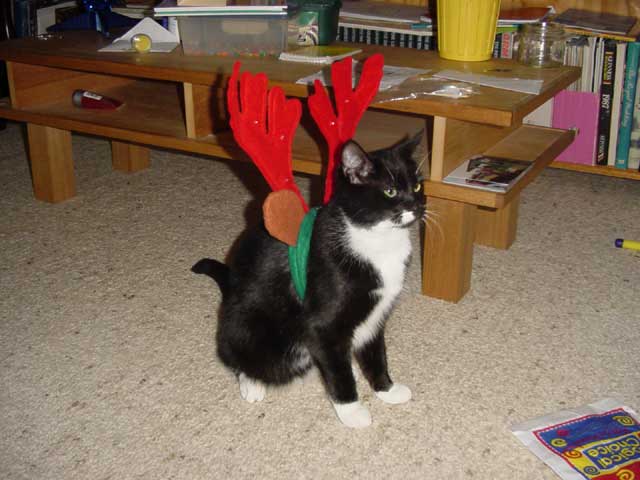 [Image: Christmas-Cat.jpg]