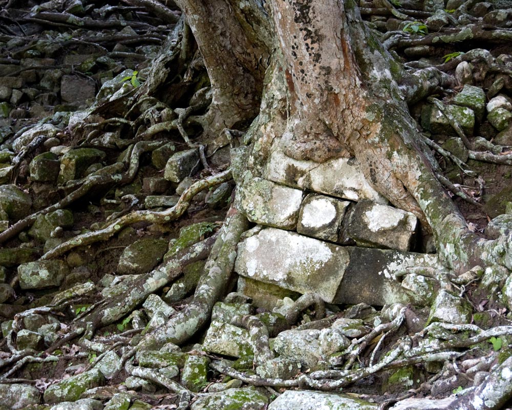 [Image: Copan-tree_0654-Edit_pt_cr_st.jpg]