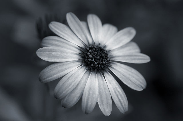 [Image: DSC_0008-01daisybw.jpg]