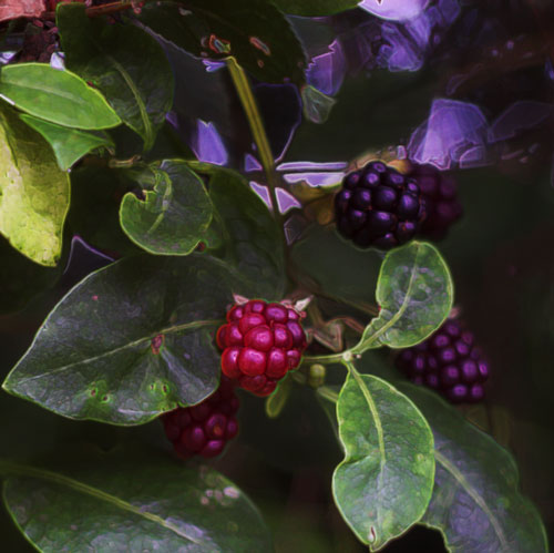 [Image: DSC_0049-01wildberries.jpg]