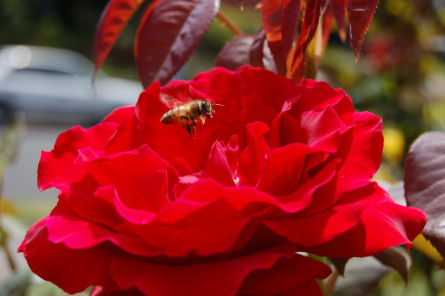 [Image: DSC_0069.JPG]