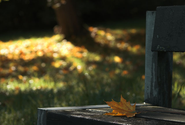 [Image: DSC_0632-01benchleaf.jpg]