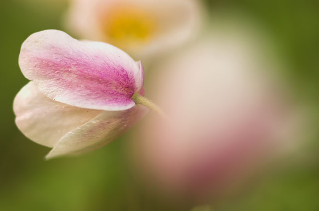 [Image: DSC_2100-01anemone.jpg]