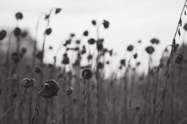 [Image: DSC_3604-01sunflowerbw.jpg]