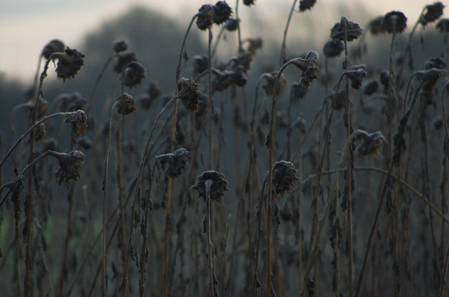 [Image: DSC_3610-01graysunflowers.jpg]