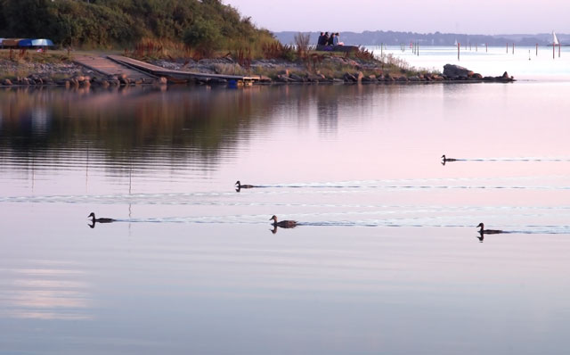 [Image: DSC_5520-01ducks.jpg]