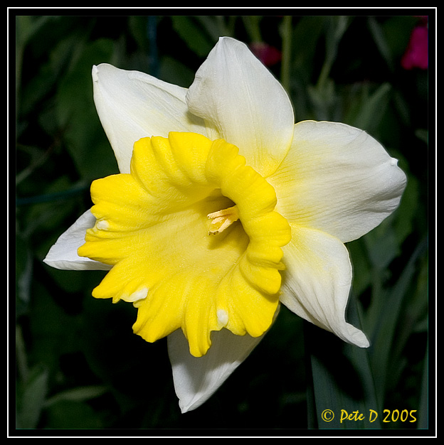 [Image: Daffodil.jpg]