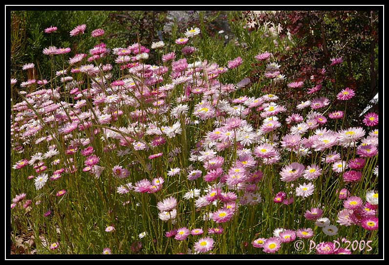 [Image: Daisies.jpg]