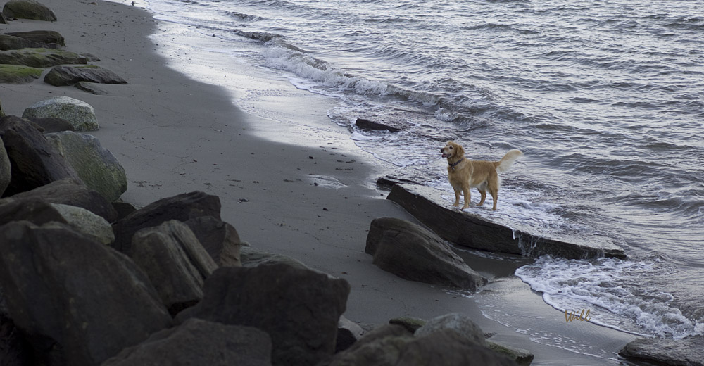 [Image: Dog%20Beach.jpg]