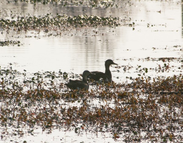 [Image: Ducks%20and%20Geese016%20copy%202.jpg]