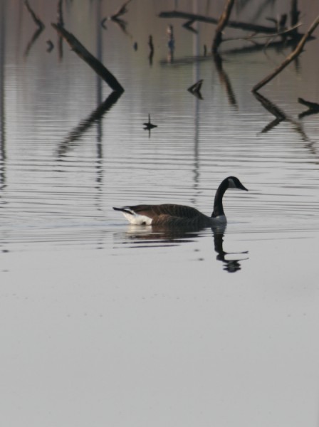 [Image: Ducks%20and%20Geese038%20copy.jpg]