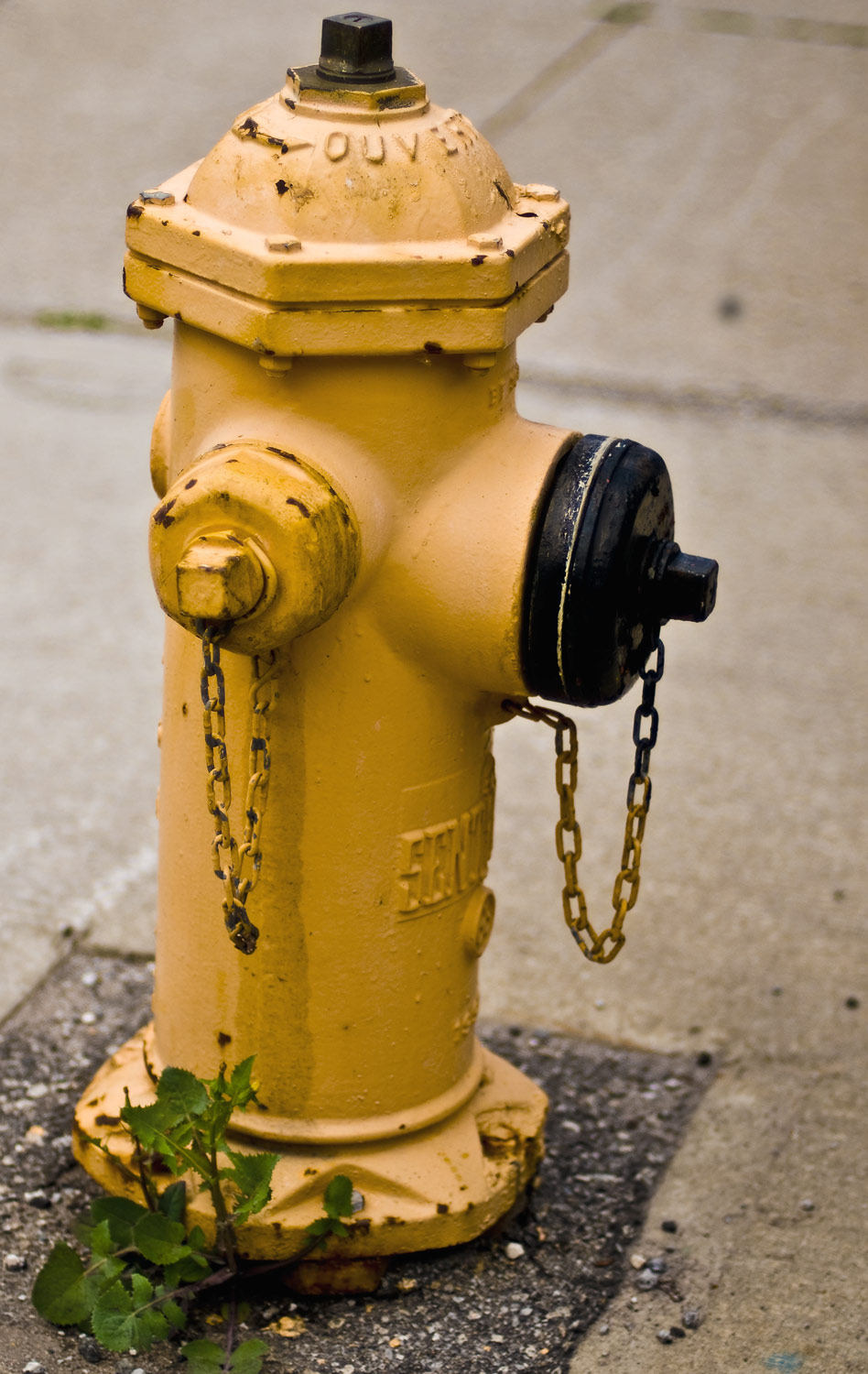 [Image: Fire-hydrant_DSC5919.jpg]