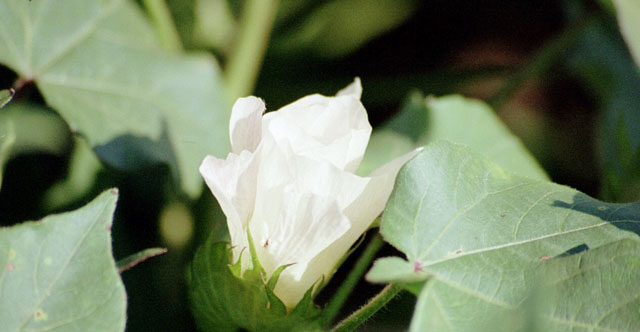 [Image: Flower.jpg]