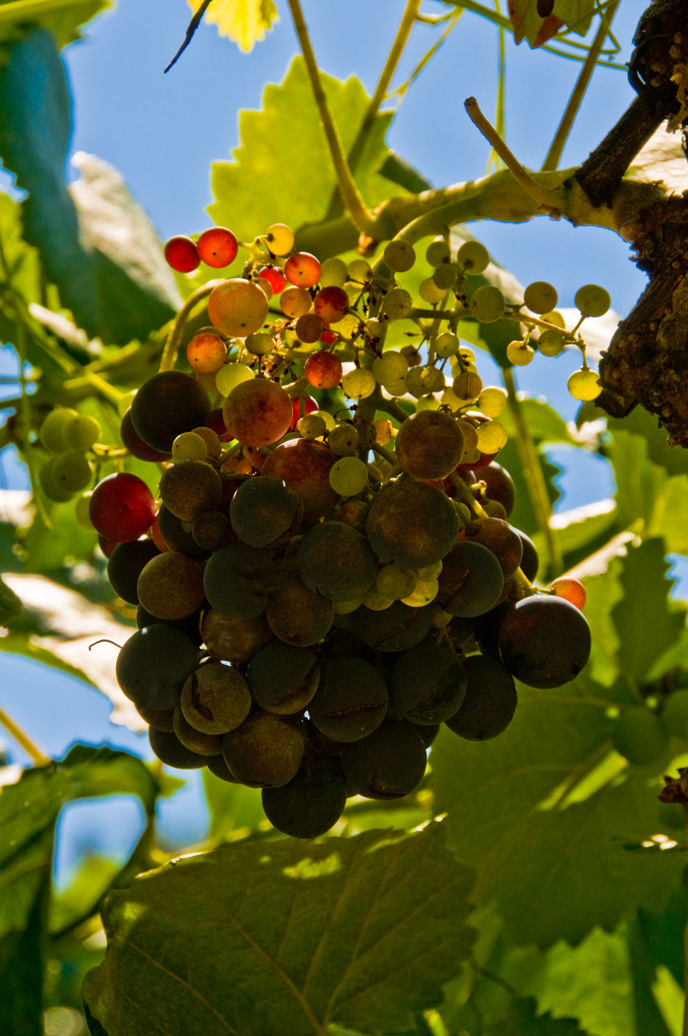 [Image: Grapes-Franca,-Portugal-_DSC0361-Septemb...-2008_.jpg]