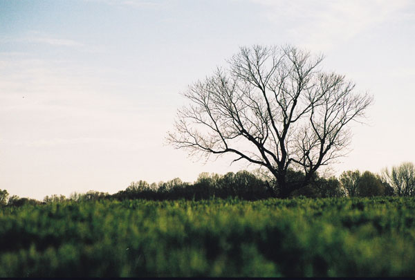 [Image: Grass.jpg]