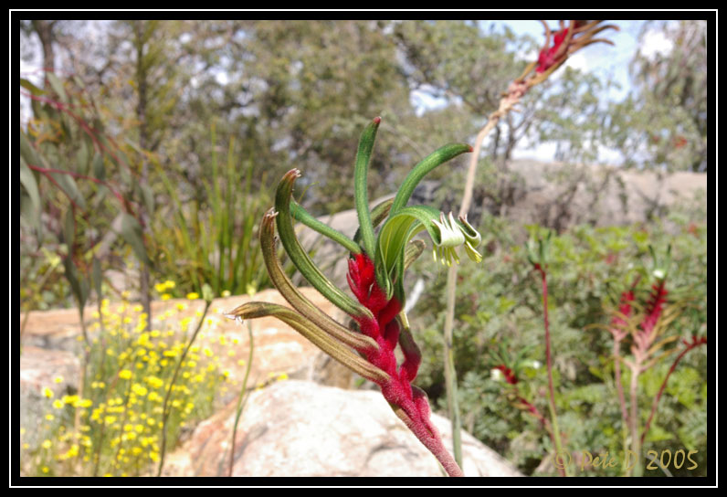 [Image: Green-Kangaroo-Paw.jpg]