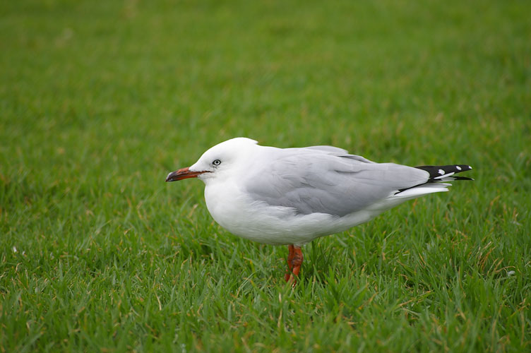 [Image: Gull.jpg]