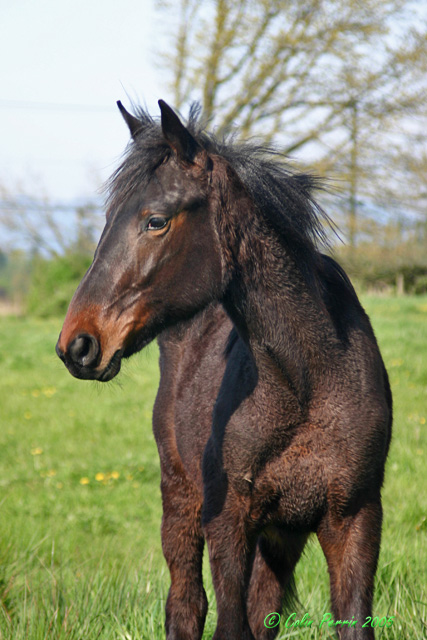 [Image: Horses-058.jpg]