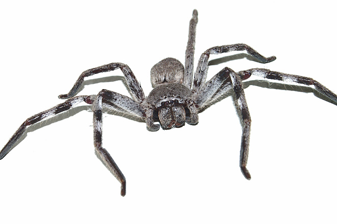 [Image: Huntsman-2.jpg]